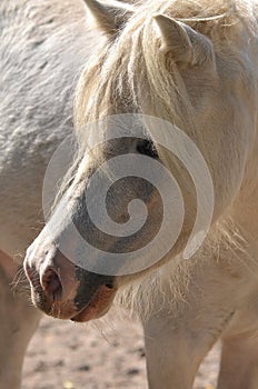 Portrait of a white pony