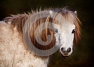 Portrait of White Pony