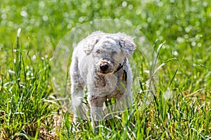 Portrait of a white poodle