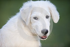 Portrait of white puppy