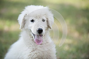 Portrait of white puppy