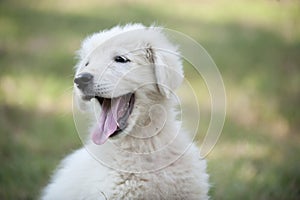 Portrait of white puppy