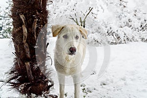 Portrait of white puppy dog outside in the winter garden