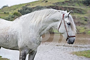 Portrait of white pure spanish stallion posing into lake. Andalusia. Spain photo