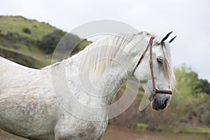 Portrait of white pure spanish stallion posing into lake. Andalusia. Spain photo