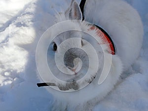 Portrait of a white rabbit. Rabbit walks on white snow