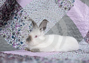 Portrait of a white rabbit with red eyes on a pink and purple blanket with flowers