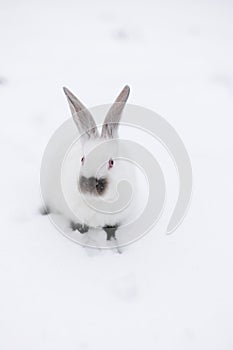 Portrait of white rabbit sitting on the snow. Wild animals in wintertime.