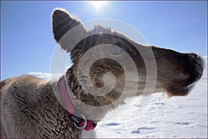 Portrait of a white reindeer