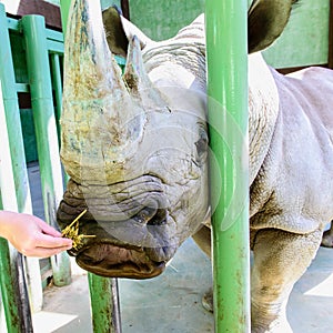 Portrait of white rhino