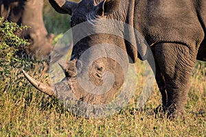 Portrait of a White Rhino in late day sun