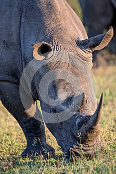 Portrait of a White Rhino in late day sun