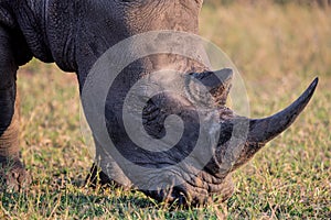 Portrait of a White Rhino in late day sun