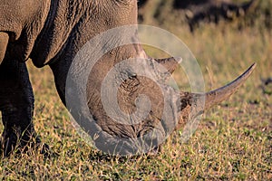 Portrait of a White Rhino in late day sun