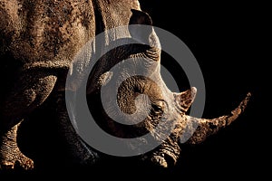 Portrait of a White rhinoceros