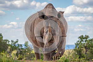 Portrait of a white rhinoceros Ceratotherium simum drinking water, Welgevonden Game Reserve, South Africa.