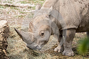 Portrait of a white rhinoceros eating