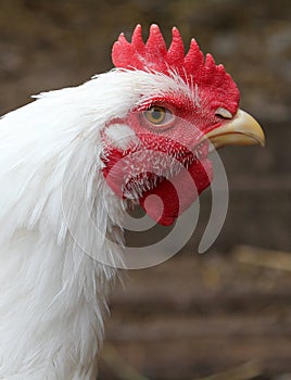 Portrait of white rooster