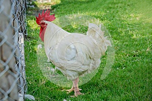 Portrait white rooster chickens