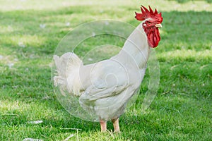 Portrait white rooster chickens