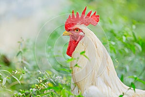 Portrait white rooster chickens on lawn in farm