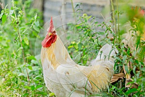 Portrait white rooster chickens on lawn in farm