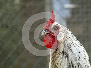 Portrait of a white rooster with a very red comb, a cockscomb, in a chicken coop made of net.