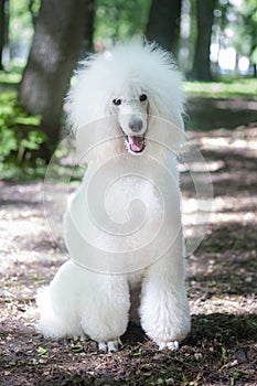 Portrait of White Royal Poodle