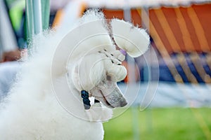 Portrait of a white royal poodle with a close-up hairstyle show