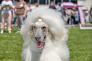 Portrait of a white royal poodle in close-up on the street