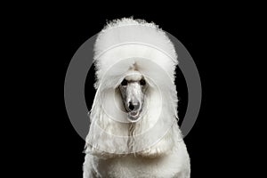 Portrait of White Royal Poodle Dog Isolated on Black Background