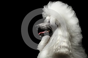 Portrait of White Royal Poodle Dog Isolated on Black Background