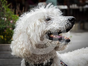 Portrait of a white royal poodle with open mouth