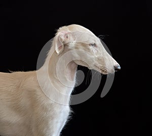 Portrait of Russian borzoi Puppy