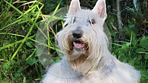 Portrait of a white Scottish terrier dog outdoors