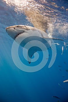 Portrait of white shark photo