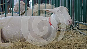 Portrait of white sheep eating hay at animal exhibition, trade show