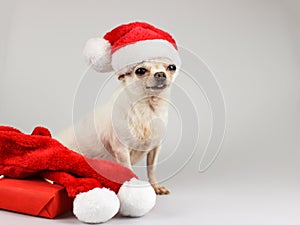 White short hair Chihuahua dog wearing Santa christmas hat  sitting beside red gift box and red scarf  on white background.
