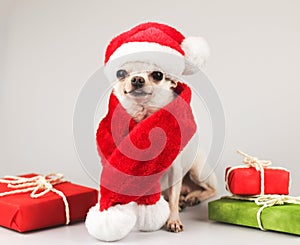White short hair Chihuahua dog wearing Santa Claus hat and red scarf sitting and smiling at camera with red and green gift boxes