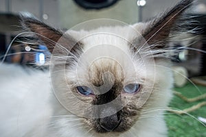 Portrait of a white Siamese cat also called Meezer in a curiosity mode