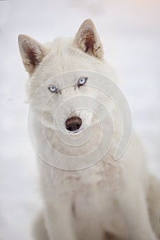 Portrait of a white Siberian husky dog in a snowy forest.