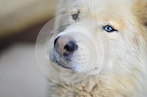 Portrait of the White Siberian Samoyed husky dog with heterochromia a phenomenon when the eyes have different colors in the day