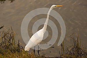 Portrait of a white snowy egret fishing in the shallows