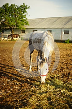 Portrait of a white spotted horse grazing in the corral, eating