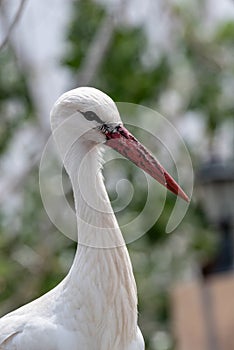 Portrait of a white stork. Ciconia ciconia in nature.