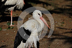 Portrait of white stork is a large wading bird in the stork family Ciconiidae