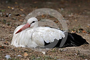 Portrait of white stork is a large wading bird in the stork family Ciconiidae