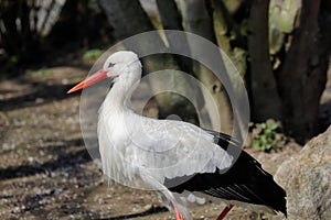 Portrait of white stork is a large wading bird in the stork family Ciconiidae