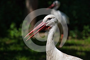 Portrait of white stork is a large wading bird in the stork family Ciconiidae