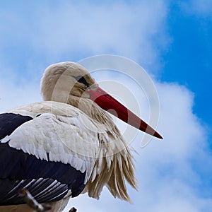 Portrait of White stork, scientific name Ciconia ciconia, with a red beak, in front of blue sky with white clouds